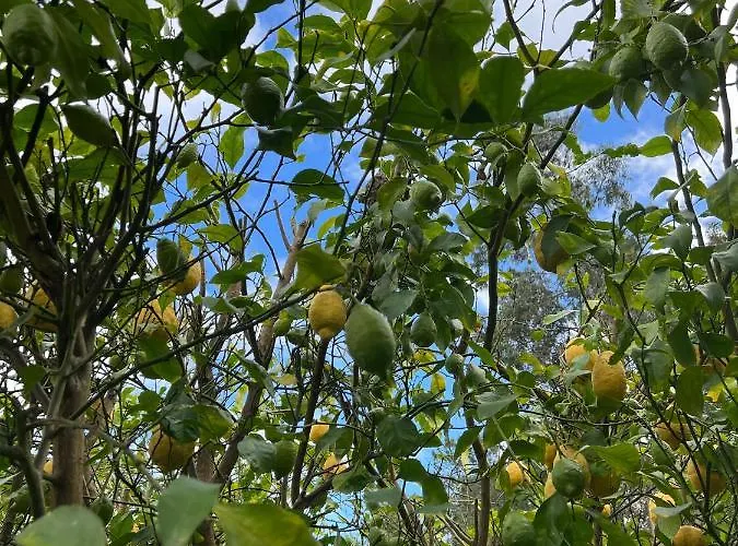 Rural Lambre By Miramar *